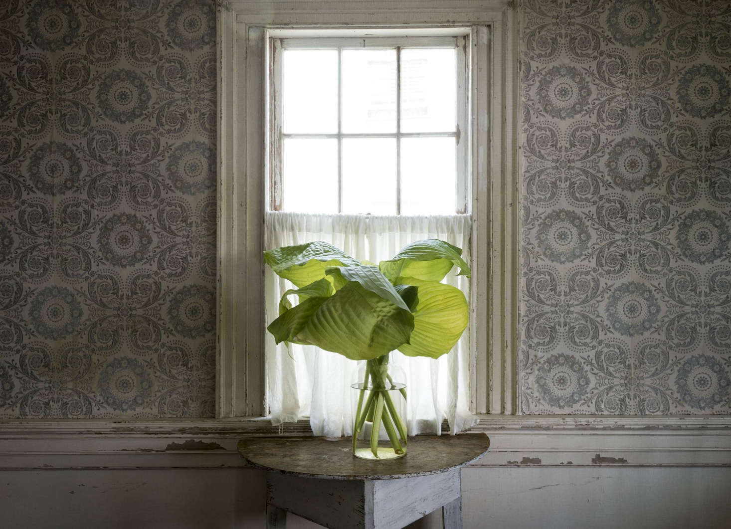 Cut broad leaves in vase in John Derian