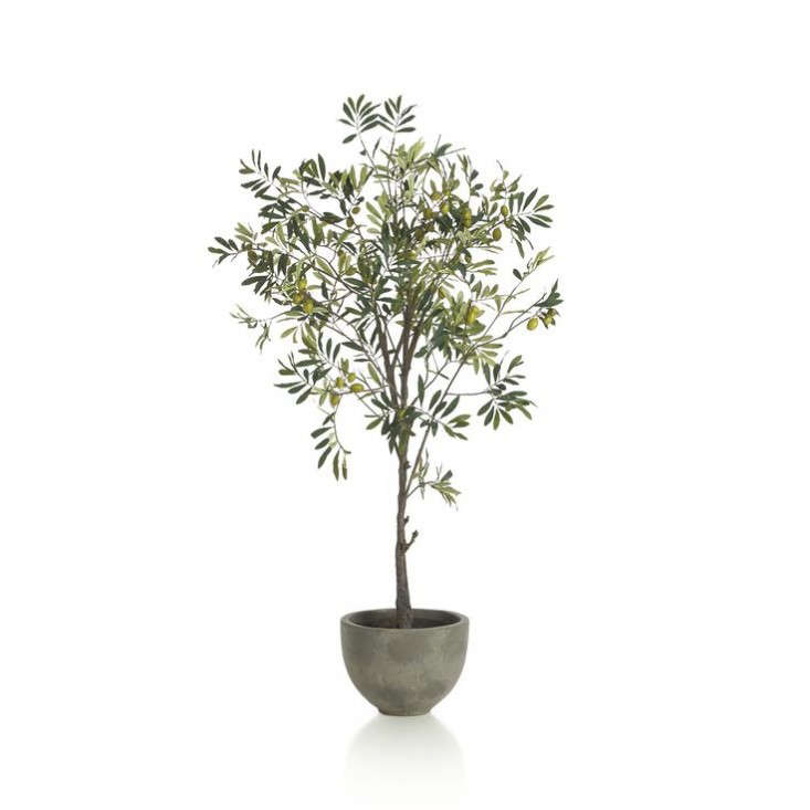 Design Sleuth A Low Maintenance Olive Branch Arrangement Remodelista Above Crate Barrel Offers A Lifelike Looking Potted Olive Tree With Concrete Container For 199
