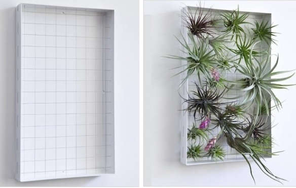 Airplant Frame - Diy Air Plant Frame Airplant Frame - Diy Air Plant Frame