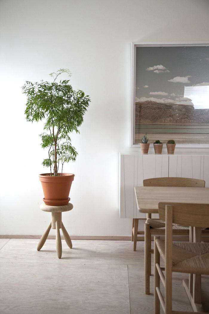 A potted shrub Ming aralia in the house of John Baker and Juli Daoust.