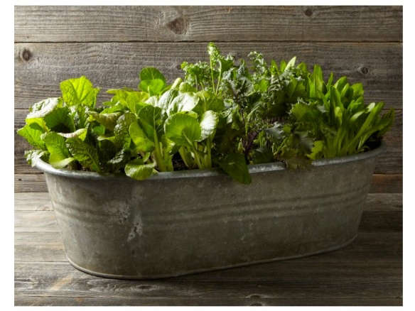 Vintage Galvanized Bathtub Planter Vintage Galvanized Bathtub Planter