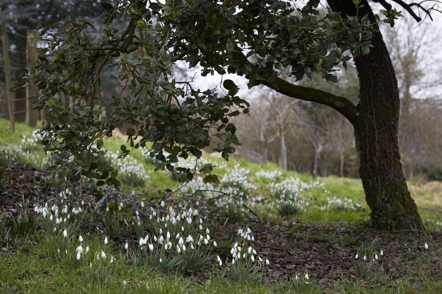 And, a project for this weekend: naturalize bulbs. Not sure what that means? Find out in The Garden Decoder: What Does It Mean to ‘Naturalize’ Bulbs? Photograph by Britt Willoughby Dyer.