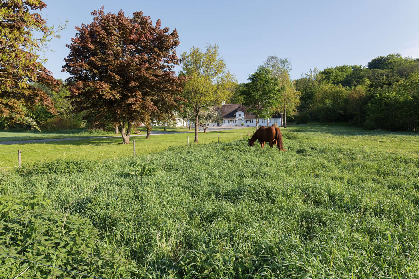 A bucolic scene in the Danish countryside.