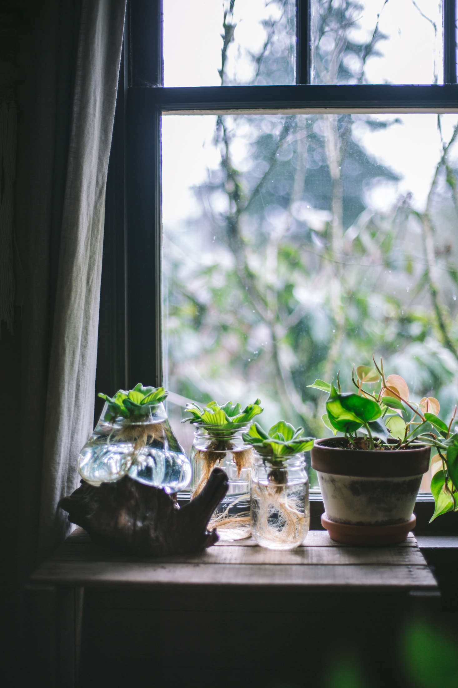 Hydroponic plants, growing in jars.