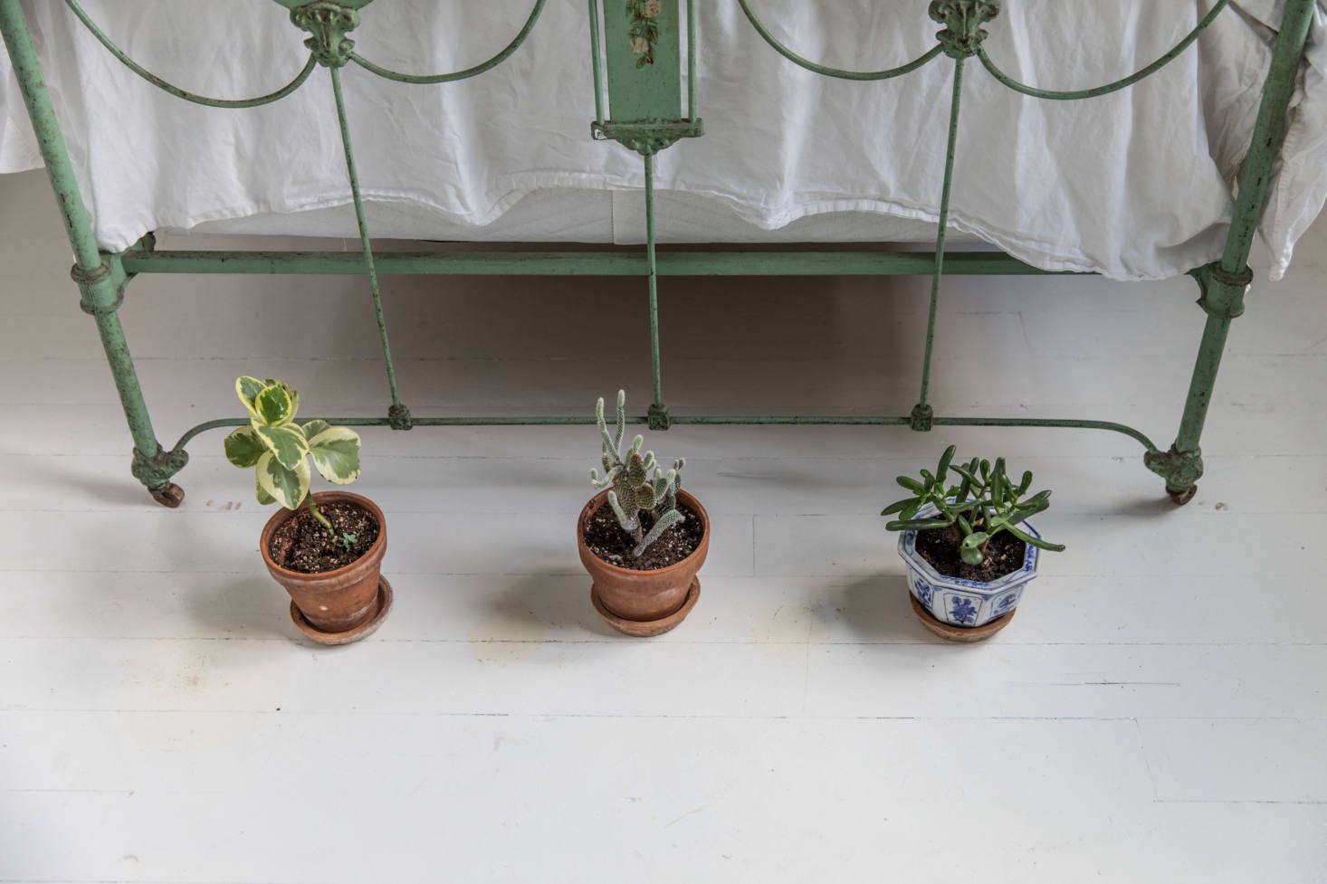 A moment of quirk: three mix-and-match plants grow at the base of the bed.