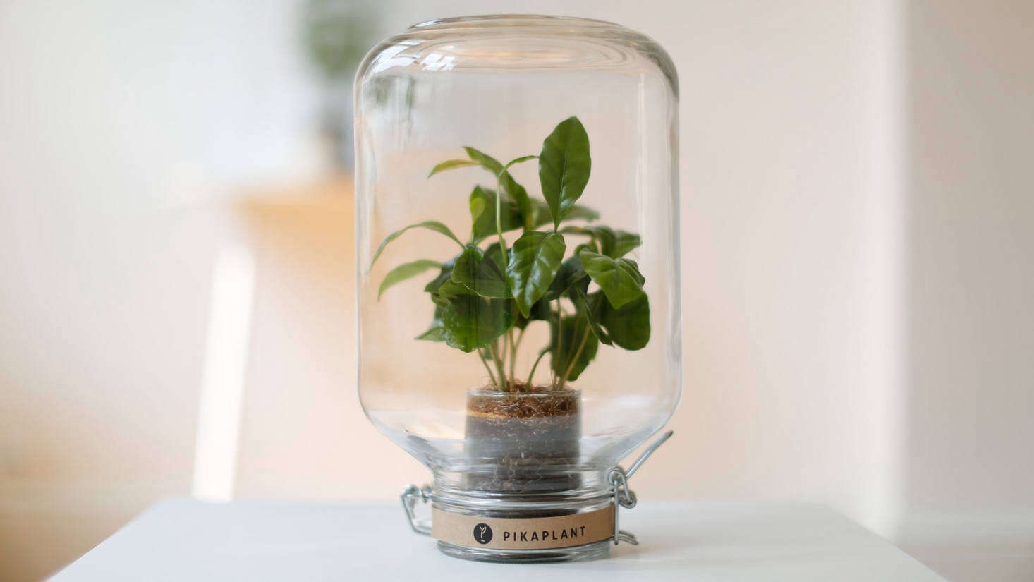 Perfect gifts for plant lovers include this self-watering (yes, you heard that right) Pikaplant. See more of the editors picks for this gifting season in Gift Guide : For the Plant Lover.
