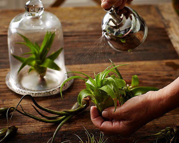 Air plants, decoded, in Things Nobody Tells You About Air Plants. Photograph by John Merkl.