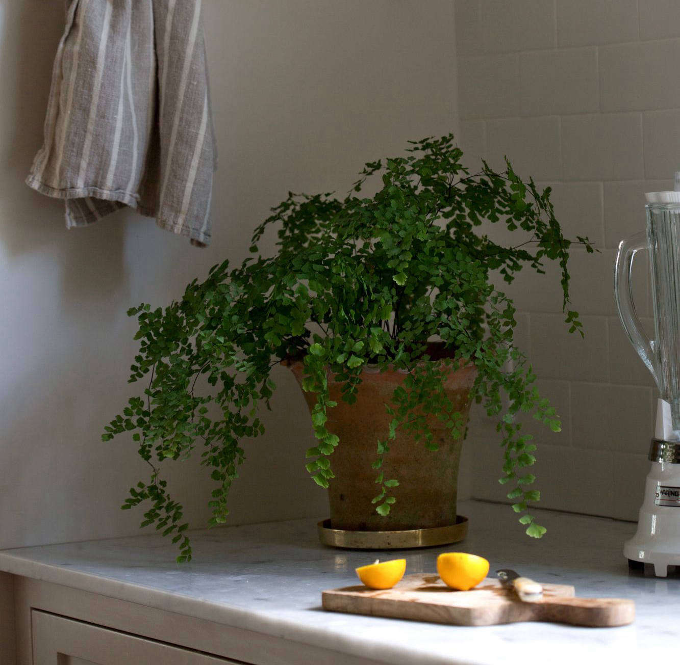 Trending on Gardenista: Winter Bloom