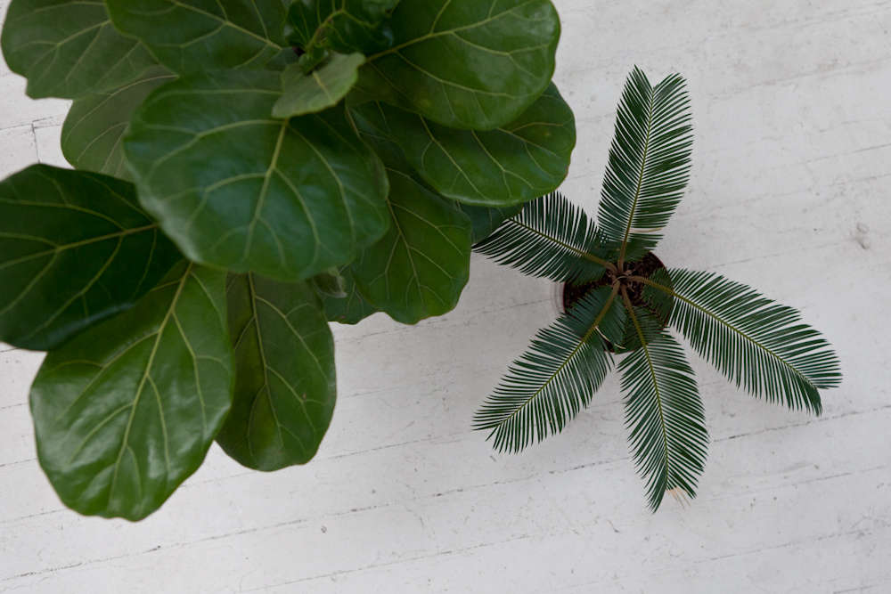 A touch of the tropical, even in mid-winter. Photograph from True Grit: Iko Iko Shop in LA. Photography by Michael A. Muller for Remodelista.