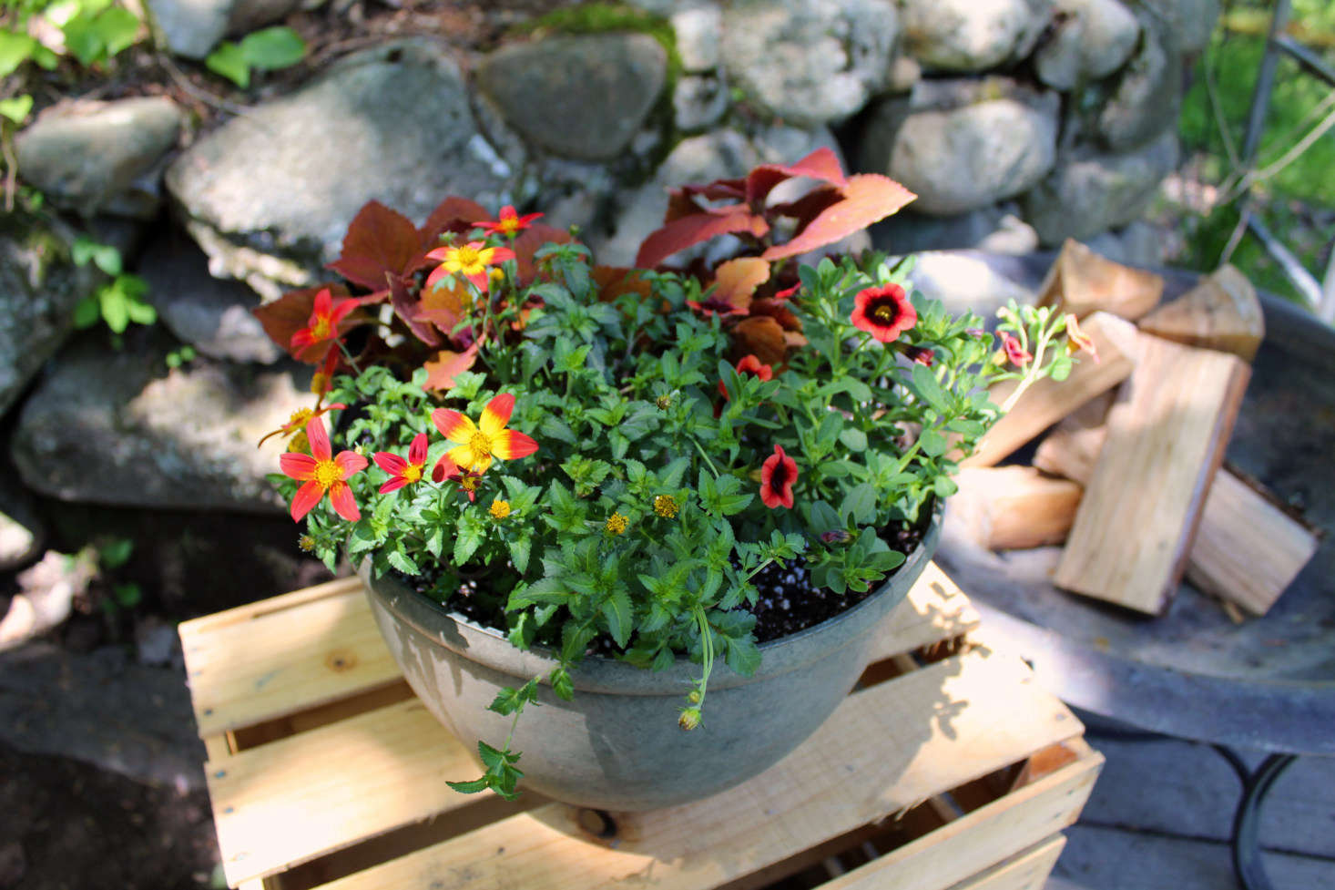 July’s package features Proven Winners® Campfire® Fireburst, Proven Winners® Superbells® Tangerine Punch™️, and Proven Winners® Colorblaze® Sedona Sunset™️. Plants are chosen to harmonize, and they all require the same level of care, in one single container.