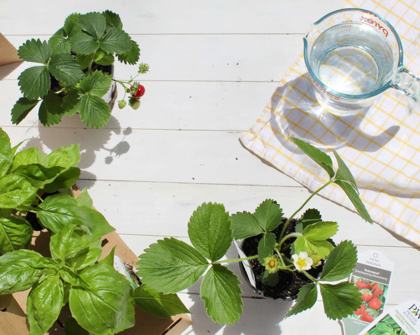 A summery mix of basil and berries was featured in May’s Plant Package.